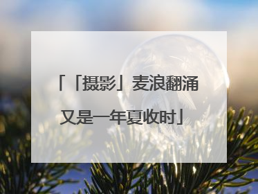 「摄影」麦浪翻涌 又是一年夏收时