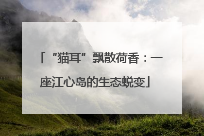 “猫耳”飘散荷香：一座江心岛的生态蜕变