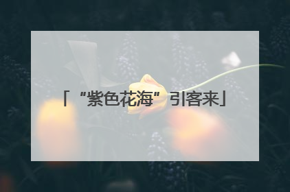 “紫色花海”引客来