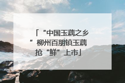 “中国玉藕之乡”柳州百朋镇玉藕抢“鲜”上市