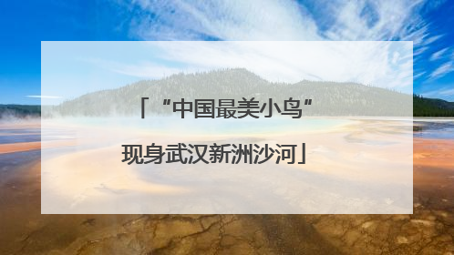 “中国最美小鸟”现身武汉新洲沙河