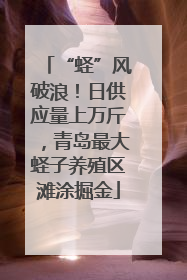 “蛏”风破浪！日供应量上万斤，青岛最大蛏子养殖区滩涂掘金