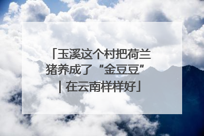 玉溪这个村把荷兰猪养成了“金豆豆”｜在云南样样好