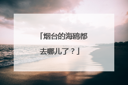 烟台的海鸥都去哪儿了？
