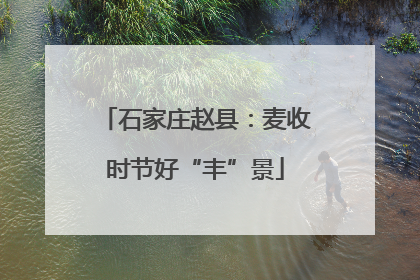 石家庄赵县：麦收时节好“丰”景