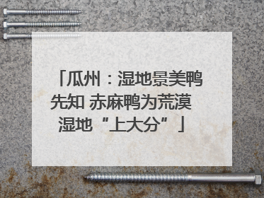 瓜州：湿地景美鸭先知 赤麻鸭为荒漠湿地“上大分”