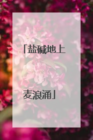 盐碱地上麦浪涌
