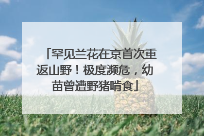 罕见兰花在京首次重返山野！极度濒危，幼苗曾遭野猪啃食
