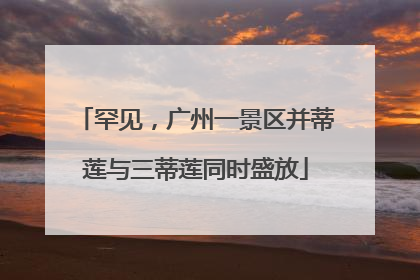 罕见，广州一景区并蒂莲与三蒂莲同时盛放