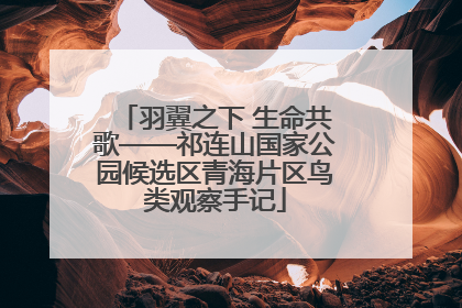 羽翼之下 生命共歌——祁连山国家公园候选区青海片区鸟类观察手记