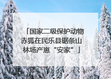 国家二级保护动物赤狐在民乐县锯条山林场产崽“安家”