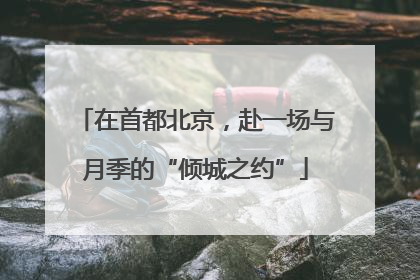 在首都北京，赴一场与月季的“倾城之约”