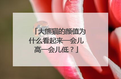 大熊猫的颜值为什么看起来一会儿高一会儿低？
