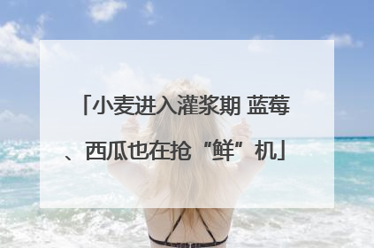 小麦进入灌浆期 蓝莓、西瓜也在抢“鲜”机