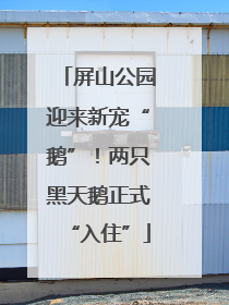 屏山公园迎来新宠“鹅”！两只黑天鹅正式“入住”