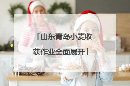 山东青岛小麦收获作业全面展开