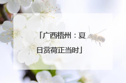 广西梧州：夏日赏荷正当时