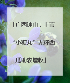 广西钟山：上市“小糖丸”无籽西瓜助农增收