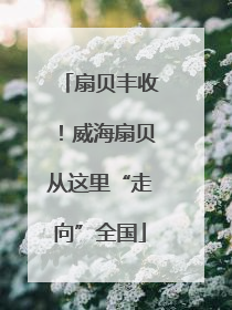 扇贝丰收！威海扇贝从这里“走向”全国