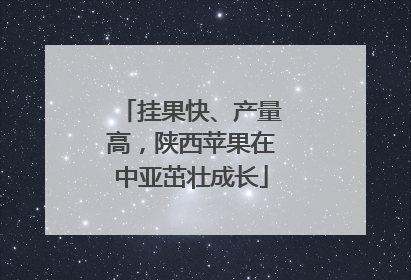 挂果快、产量高，陕西苹果在中亚茁壮成长