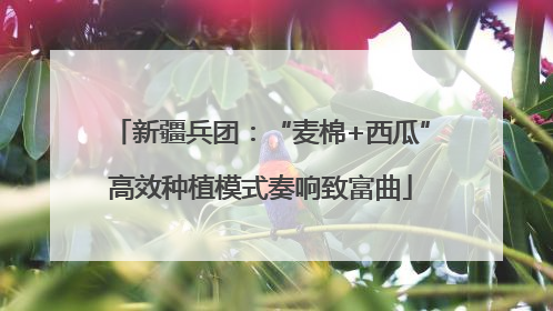 新疆兵团：“麦棉+西瓜”高效种植模式奏响致富曲