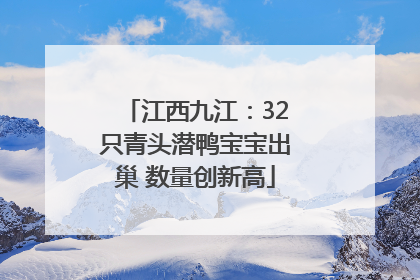 江西九江：32只青头潜鸭宝宝出巢 数量创新高
