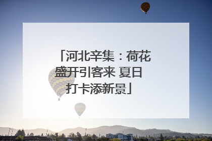 河北辛集：荷花盛开引客来 夏日打卡添新景