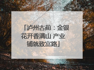 泸州古蔺：金银花开香满山 产业铺就致富路