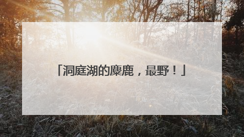 洞庭湖的麋鹿，最野！