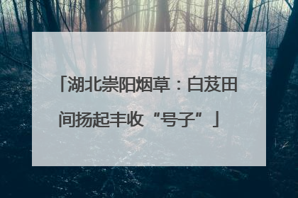 湖北崇阳烟草：白芨田间扬起丰收“号子”