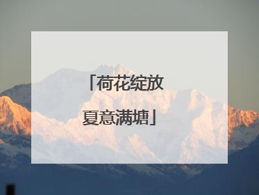 荷花绽放 夏意满塘