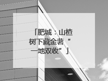 肥城：山楂树下藏金薯“一地双收”