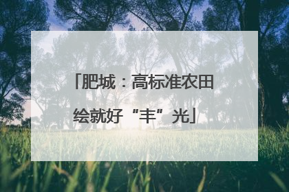 肥城：高标准农田绘就好“丰”光