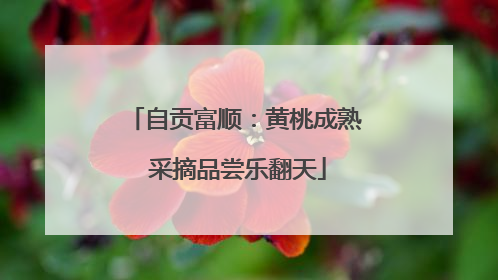 自贡富顺：黄桃成熟 采摘品尝乐翻天