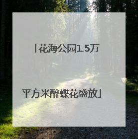 花海公园1.5万平方米醉蝶花盛放