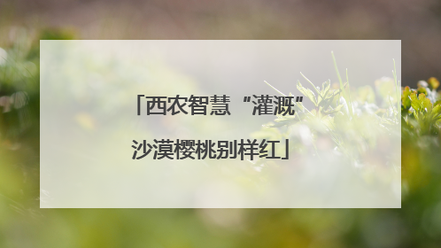 西农智慧“灌溉” 沙漠樱桃别样红