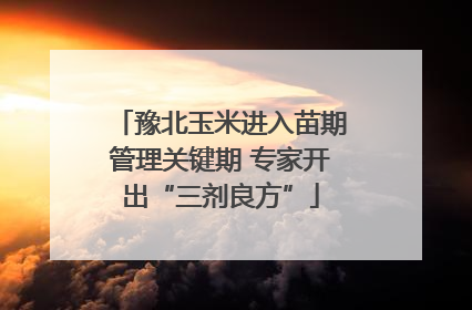 豫北玉米进入苗期管理关键期 专家开出“三剂良方”