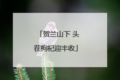 贺兰山下 头茬枸杞迎丰收