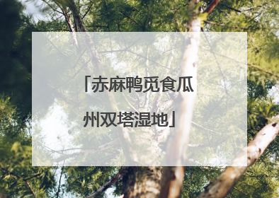 赤麻鸭觅食瓜州双塔湿地