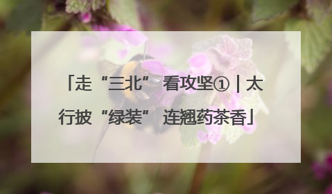 走“三北” 看攻坚①｜太行披“绿装” 连翘药茶香