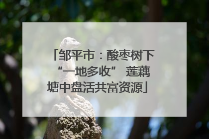 邹平市：酸枣树下“一地多收” 莲藕塘中盘活共富资源