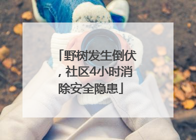 野树发生倒伏，社区4小时消除安全隐患
