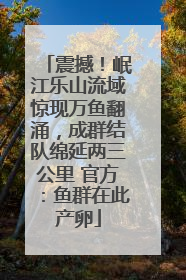 震撼！岷江乐山流域惊现万鱼翻涌，成群结队绵延两三公里 官方：鱼群在此产卵