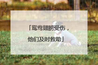 鸳鸯翅膀受伤，他们及时救助