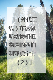 （外代二线）布达佩斯动物和植物园的西伯利亚虎宝宝（2）