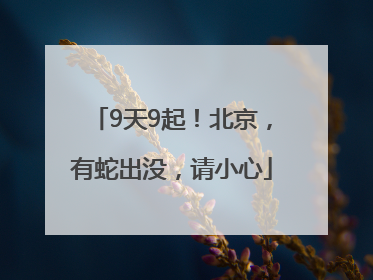 9天9起！北京，有蛇出没，请小心